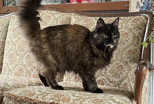 Maine Coon emane kass (3 foto / 4)