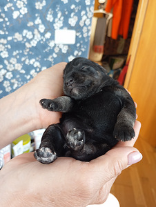 Šenki (2 foto / 2)