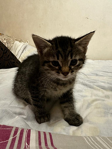 Котёнок (3 фото из 3)