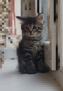 Ласковый котенок (3 фото из 3)