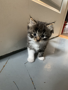 Котята (3 фото из 3)