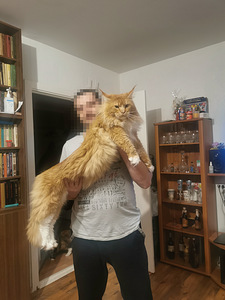 Maine Coon ootab pruuti külla. (9 foto / 10)