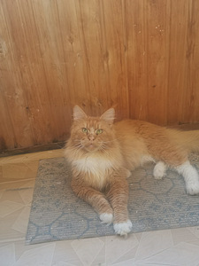 Maine Coon ootab pruuti külla. (8 foto / 10)