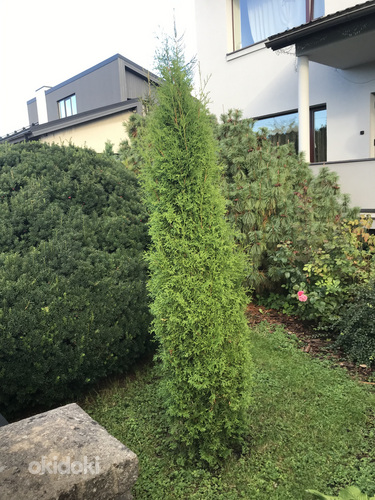 Elupuu Smaragd