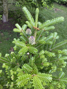 Abies koreana. (2 foto / 3)