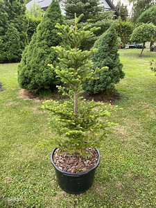 Abies koreana. (3 foto / 3)