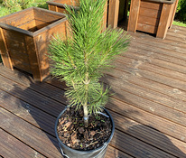 Pinus nigra Пирамидалис