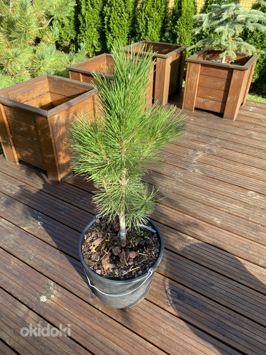 Pinus nigra Пирамидалис (фото #1)