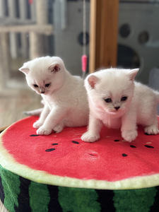 Briti kassipojad sugupuuga (4 foto / 7)