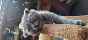 Scottish fold imeline tüdruk 1,5 kuud (7 foto / 7)