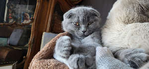 Шотландский вислоухий котёнок девочка (2 фото из 7)