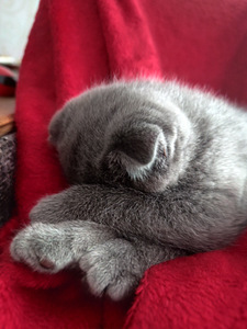 Scottish Fold девочка 2 мес 100% порода (3 фото из 8)