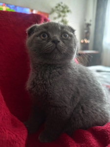 Scottish Fold девочка 2 мес 100% порода (6 фото из 8)