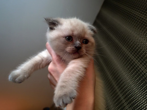 Scottish Fold kassipoeg Color point Blue eyes (7 foto / 7)