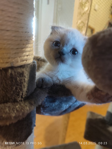 Scottish Fold kassipoeg Color point Blue eyes