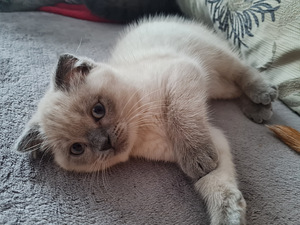 Шотландский/Британский котенок