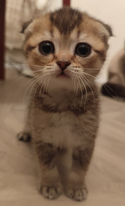 Scottish Fold shinshilla s.21.08.25 tüdruk (5 foto / 8)