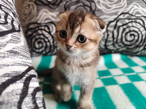 Scottish Fold shinshilla s.21.08.25 tüdruk (3 foto / 8)