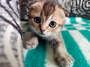 Scottish Fold shinshilla s.21.08.25 tüdruk (1 foto / 8)