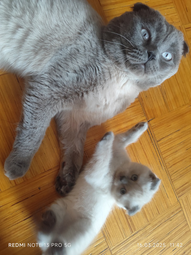 Scottish fold otsib pruuti
