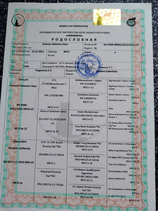 Мэйн кун (6 фото из 6)