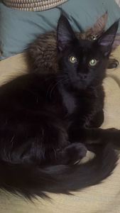 Maine Coon