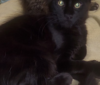 Maine Coon