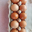 Домашние яйца (фото #1)