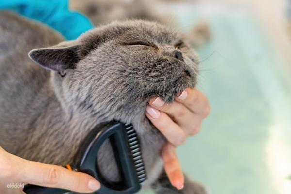 Lemmikloomade täishooldus(kassi ja koere grooming) (foto #7)