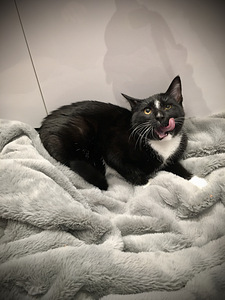 Котята ищут любящую семью! (5 фото из 10)
