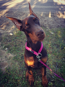 Müün dobermani tüdruk (1 foto / 1)