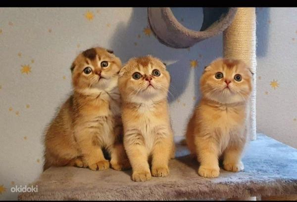 Шотландские золотые котята (фото #7)