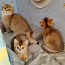 Šoti kassipojad tõutunnistusega WCF (foto #5)