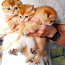 Золотые шотландские котята (фото #4)