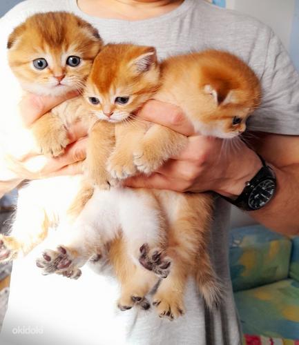 Kuldsed šoti kassipojad (foto #4)