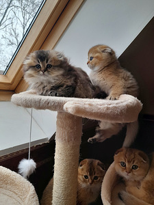 Scottish fold, sugupuuga WCF (2 foto / 10)