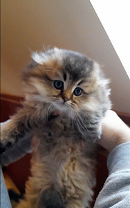 Scottish fold, sugupuuga WCF (8 foto / 10)