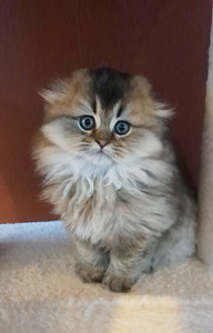 Scottish fold, sugupuuga WCF (5 foto / 10)
