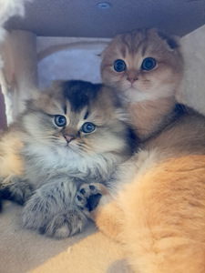 Scottish fold, sugupuuga WCF (6 foto / 10)
