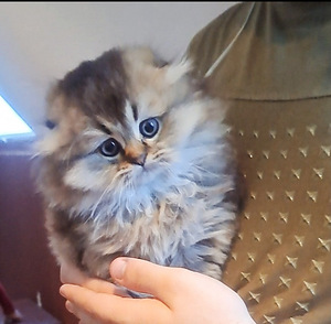 Scottish fold, sugupuuga WCF (4 foto / 10)