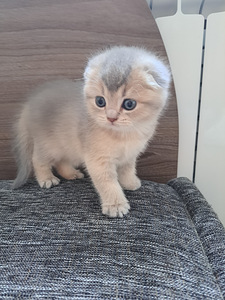 ШОТЛАНДСКИЕ котята (4 фото из 10)