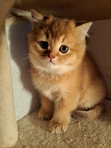 Scottish fold kassipojad WCF (5 foto / 8)
