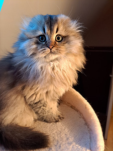 Scottish fold kassipojad WCF (6 foto / 8)