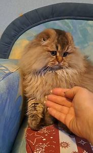 Scottish fold kass WCF (5 foto / 9)