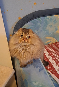 Scottish fold kass WCF (7 foto / 9)