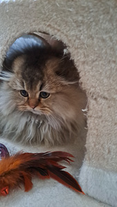 Scottish fold kassipoeg (2 foto / 4)