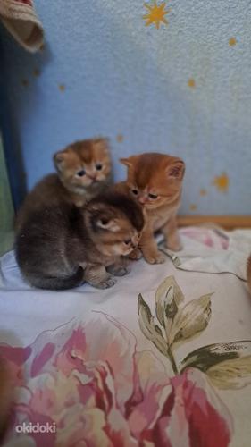 Klubi ŠOTI Kuldsed kassipojad (foto #6)