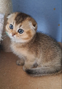 Scottish Fold WCF sugupuuga (7 foto / 9)