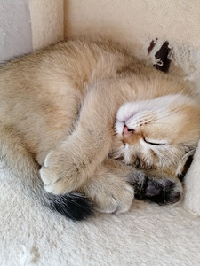 2 вислоухих котёнка (6 фото из 6)