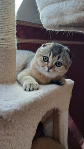 Scottish fold, tüdruk (9 foto / 9)
